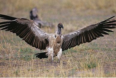 平史低优惠！《暗黑破坏神4》Steam限时免费试玩开启