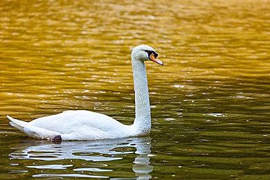 治愈系经营模拟游戏《地窖食堂》即将在Steam平台发售 9月15日正式推出